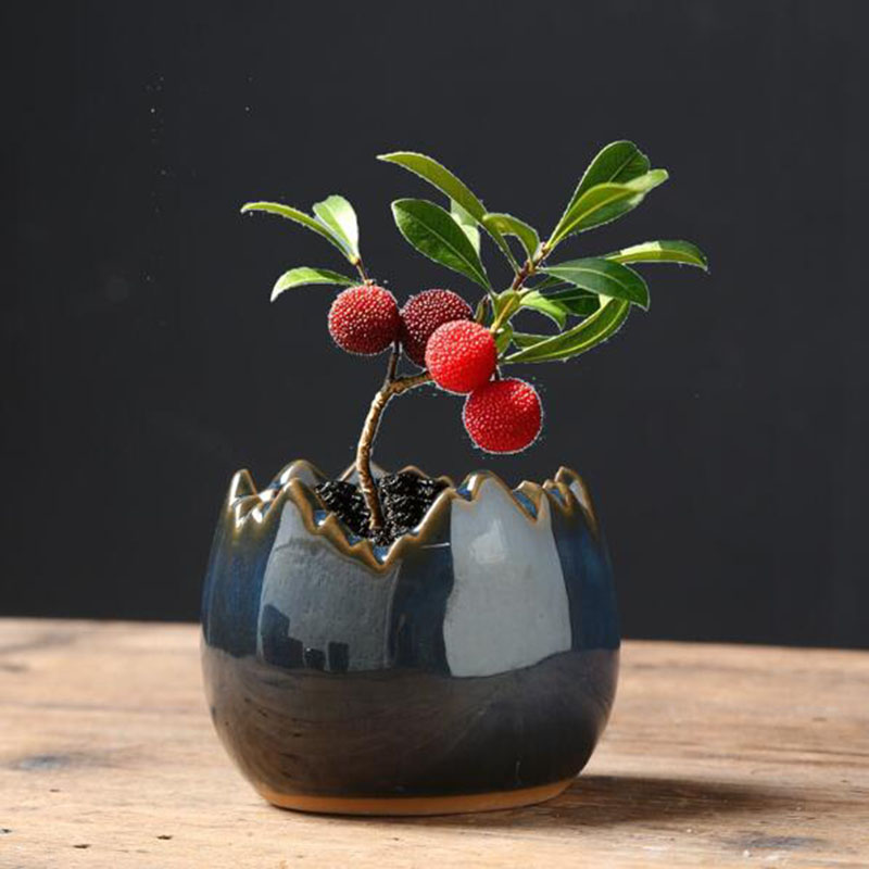 Kiln Transmutation Glazed Eggs - Bonsai Garden Art ulasan dan harga