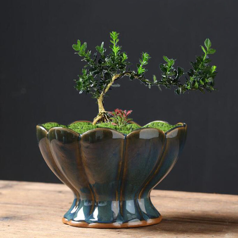 Kiln Transmutation Glazed Eggs - Bonsai Garden Art ulasan dan harga